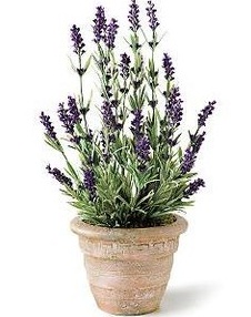 tanaman-lavender-di-pot